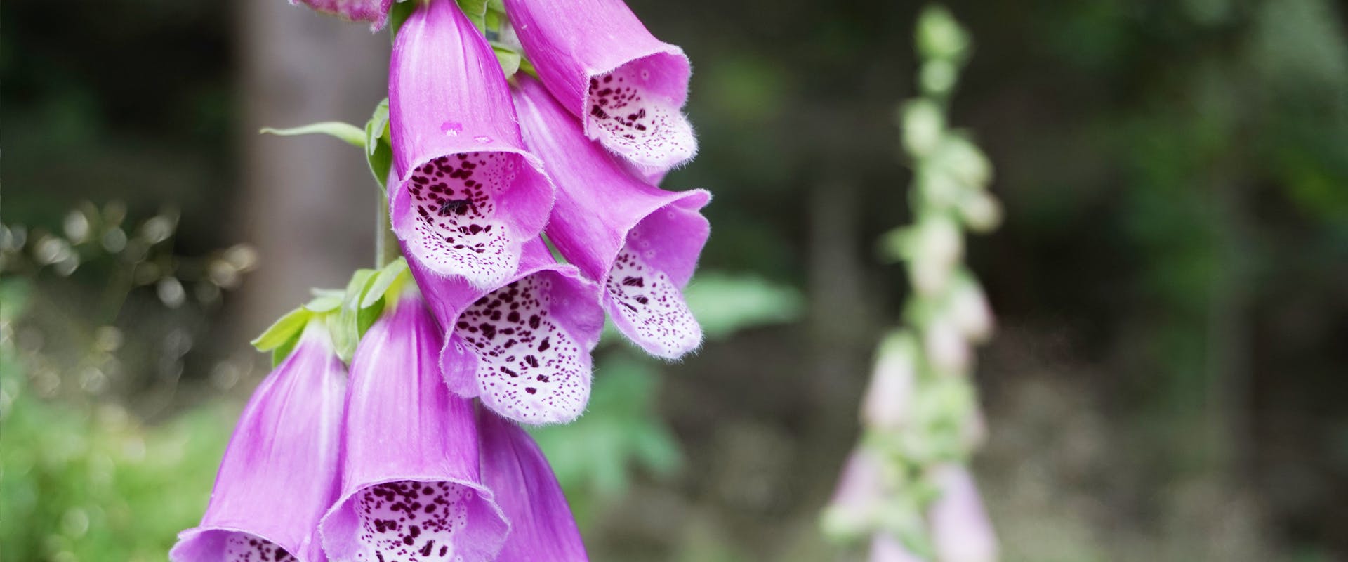 Foxgloves hot sale and dogs
